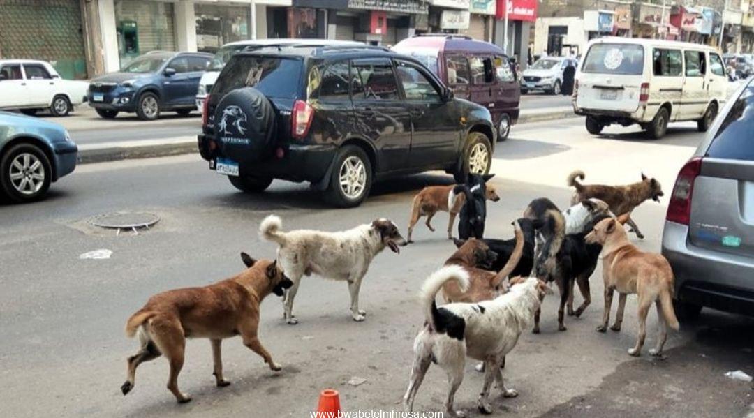 الكلاب الضالة تغزو الإسكندرية: كارثة صحية وبيئية تهدد الشعب والسياح!